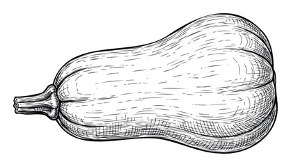 Traditional engraving style depiction of a ripe butternut squash suitable for culinary publications cooking class promotions and seasonal agricultural advertisements