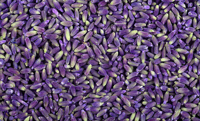 Fresh lavender buds as background, top view. Lavender flowers.