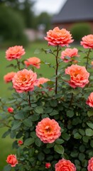 Vibrant Coral Roses Blooming in a Lush Garden Setting.