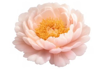 Pink peony blossom with delicate petals and golden stamen center transparent background for spring and nature designs