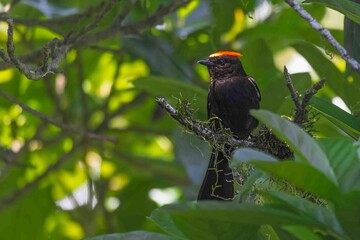 A dark bird with a fiery crest sits on a tree branch in the forest.
