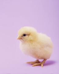 Fototapeta premium Cute little yellow chick with fluffy fur sitting on pastel background. Minimalist 3D illustration with copyspace for Easter design.
