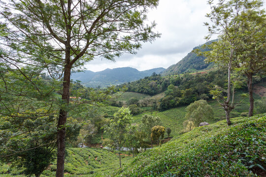 B&uuml;me in der Berglandschaft mit Teefeldern und Landwirtschaft im Hochland der Nilgiri Berge bei Kotagiri