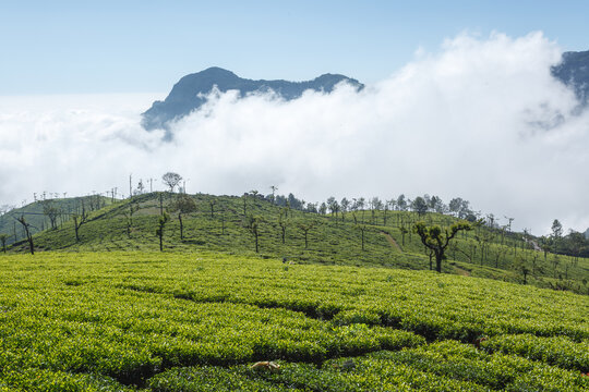 Region  Coonoor, Nilgiri Gebirge, Teeplantage mit B&auml;umen, Wolken, Nebel, Berge,