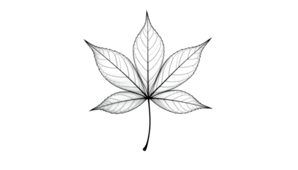 Grayish-white five-lobed leaf with veins and stem, centrally placed on a solid black background