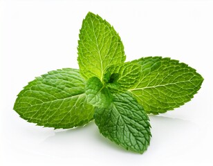 fresh mint leaves isolated on white background isolated on white background