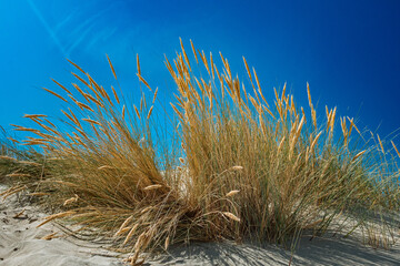 Pampagras am Strand