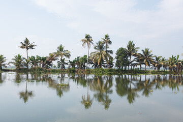Obraz premium Fahrt mit der öffentlichen Fähre durch die Backwaters, Palmen, Ufer, hitner den Palmen Reisfelder, Südindien, Kerala, Backwaters, Kottayam,