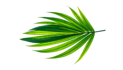A vivid, green palm leaf with a yellow stripe, set against a stark black background