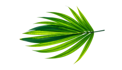 A vivid, green palm leaf with a yellow stripe, set against a stark black background