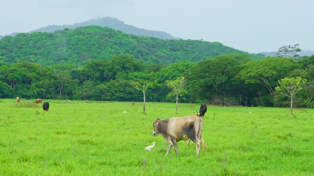 Bull walking in a green pasture while a Cattle Egret flies nearby in Costa Rica