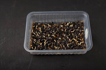Sunflower microgreen seeds in container starting to germinate. Urban organic gardening. Microgreens farming. Copy space