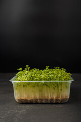Fresh arugula microgreen sprouts in plastic container on black background. Organic plant germination. Superfood. Copy space