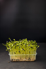 Sunflower microgreen sprouts in container on black background. Microgreens germination at home. Organic natural superfood. Closeup, copy space