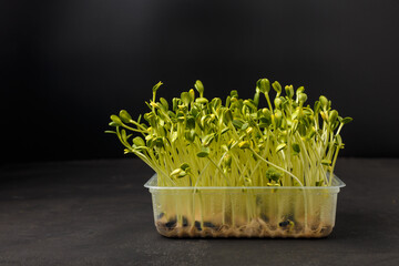 Sunflower microgreen sprouts in container on black background. Microgreens germination at home. Organic natural superfood. Closeup, copy space