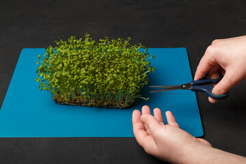 male hands with scissors cut fresh arugula baby leaves on blue mat. Microgreen harvest gathering. Germinated superfood. Closeup shot