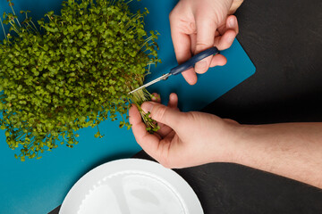male hands with scissors cut fresh arugula baby leaves on blue mat. Microgreen harvest gathering. Germinated superfood. Closeup shot