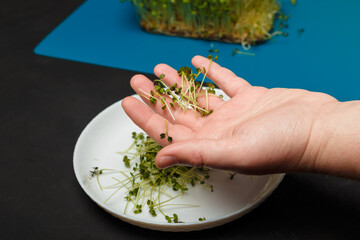 male palm showing some arugula microgreen sprouts harvest. Microgreen on blue mat, closeup shot