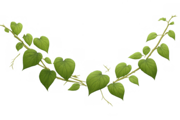 Green vine plant border with heart shape leaves growing and climbing, a spring nature decoration on transparent background