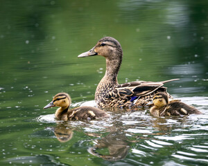 Obraz premium Mallard Duck