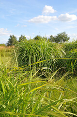 Hannover am Kronsberg