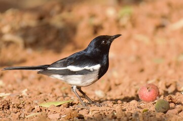 Obraz premium Oriental magpie-robin