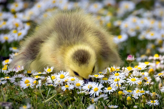 Canada Goose Gosling