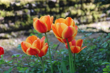Tulpen bl&uuml;hen in Orange und Rot vor einer alten Mauer im Garten