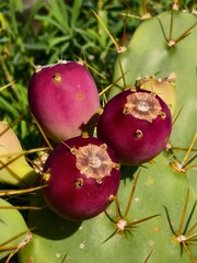 Prickly pear cactus fruit exotic fruit © pettys