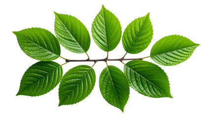 Fototapeta premium Close-up of vibrant green leaves arranged symmetrically along a dark brown stem