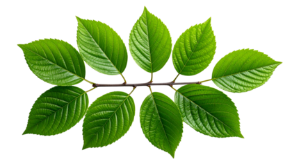Close-up of vibrant green leaves arranged symmetrically along a dark brown stem