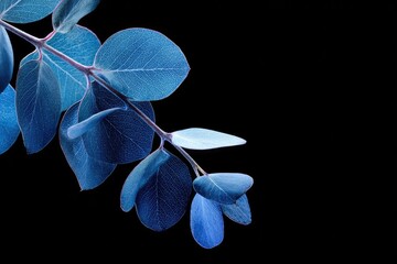 A blue-toned branch of leaves against a stark, black background