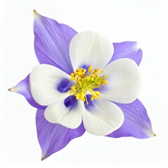 Isolated serene columbine blossom featuring soft purple petals on a clean white background