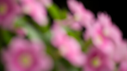 Obraz premium Blurry pink flowers with green leaves on black background