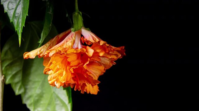 Orange Hibiscus El Capitolio Tequila Sunrise Opens Big Flower in Time Lapse and Wilting Fast. Blooming Red Plant on a Black Background