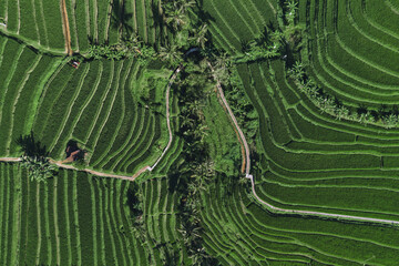 Aerial View Winding Rice Terraces Road, Lush Green Contours, Irrigation Channels Carving Paddies, Scattered