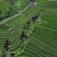 Aerial Intersecting Roads Over Rice Terraces, Showing Lush Green Paddies, Winding Lanes, Geometric Contours