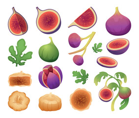 Fig fruits. Healthy natural vitamin fresh fig tree plants exact vector cartoon isolated set