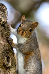 Obraz premium Squirrel