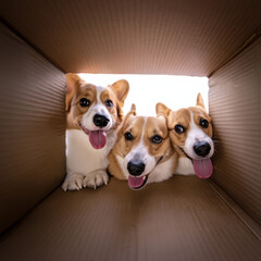Three cheerful corgis peer into an open cardboard box, tongues out and ears perked, captured from inside the box for a playful, curious perspective bursting with personality.