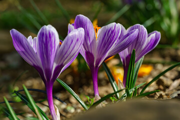 Fototapeta premium Beautiful three striped purple crocuses King of Stripes flower with white stripes, its bright orange stamen vividly contrasting against delicate petals