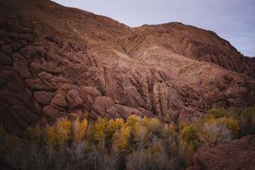 Rocky mountain slope in the Dades Gorge area of Morocco, with layered stone cliffs rising above trees with yellow autumn leaves under a pale sky.