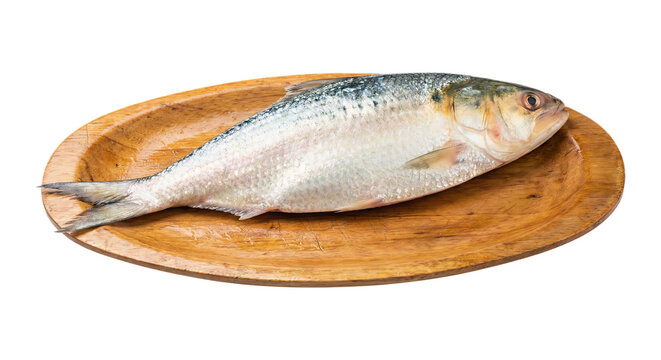 Whole Raw Hilsa Fish or Ilish Placed on a Rustic Wooden Tray Isolated on White Background for Culinary and Seafood Market