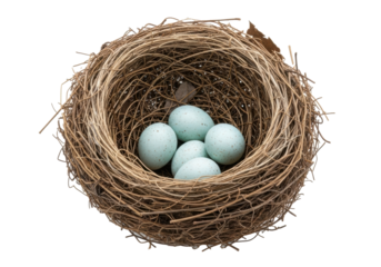 Extreme close-up of a beautifully crafted bird's nest with five pale blue, speckled eggs, intricately woven from twigs and fibers, isolated on a transparent background. Fragility of new life concept