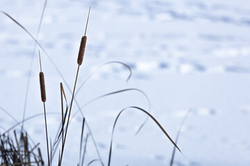 reeds in winter