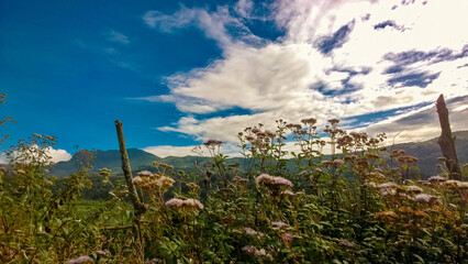 Wildflowers in Mountain Landscape Under Dramatic Cloudy Sky at the Elephant Hill hiking trail in the Aberdare Ranges, Kenya 

