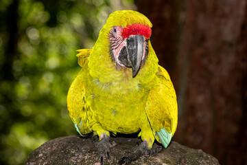 Honduras, Roatán, Great Green Macaw, Buffon's Macaw (Ara ambiguus) © Luigi