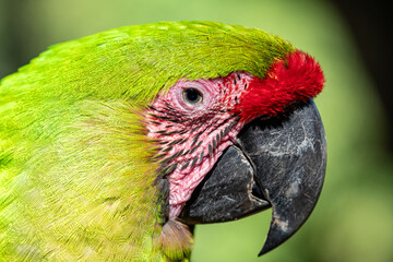 Honduras, Roatán, Great Green Macaw, Buffon's Macaw (Ara ambiguus) © Luigi