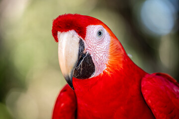 Honduras, Cop&aacute;n, Cop&aacute;n Ruinas, Scarlet Macaw (Ara macao)