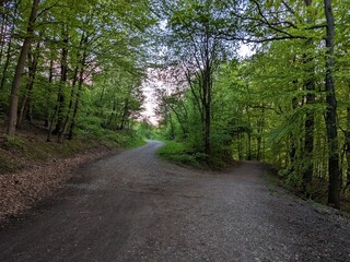 Obraz premium road in the forest